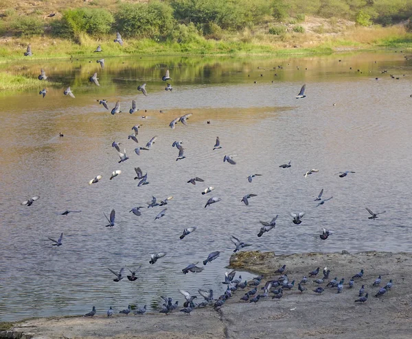 Jodhpur Hindistan Göl Üzerinde Uçan Birçok Kuş — Stok fotoğraf