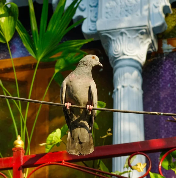 Dove Pigeon Standing Garden Sunny Day — Stock Photo, Image