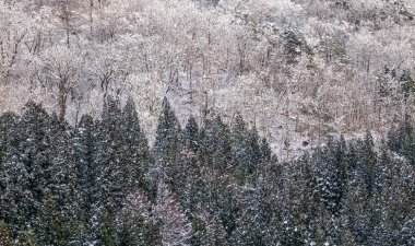 Shirakawago Köyü, Japonya kış sahne. Shirakawago merkezi Japonya'nın en popüler gezi yerlerinden biridir.
