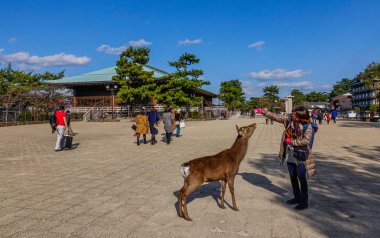 Hiroşima, Japonya - 28 Aralık 2015. Hiroşima, Japonya Miyajima adada Itsukuşima tapınak kutsal geyik ile oynayan turizm.