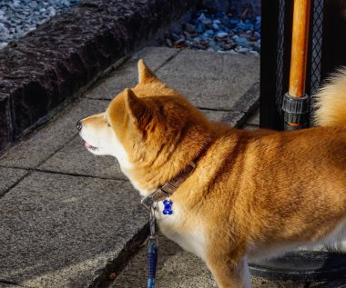 Shiba Inu köpek portre kırsal evinde Nagano, Japonya.