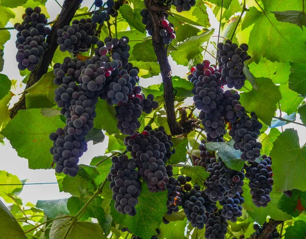 Червоного Винограду Кластера Листя Осінь Тбілісі Грузія — стокове фото