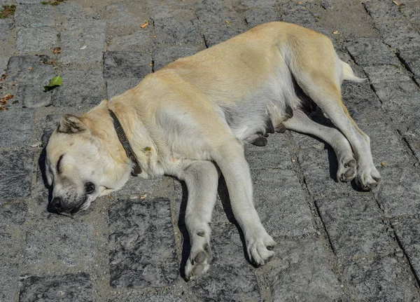 Cão Preguiçoso Dormindo Rua Mtskheta Geórgia — Fotografia de Stock