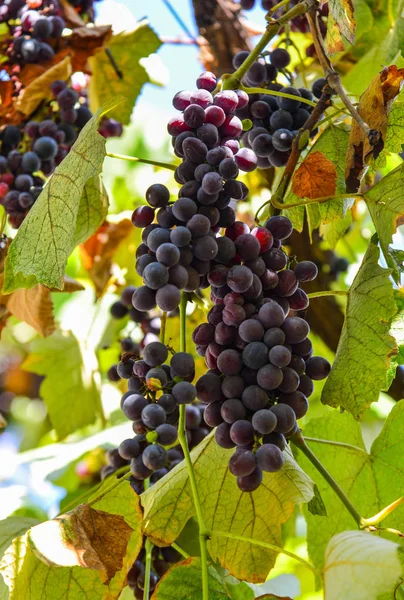 Czerwonych Winogron Klastra Liści Jesienią Tbilisi Gruzja — Zdjęcie stockowe