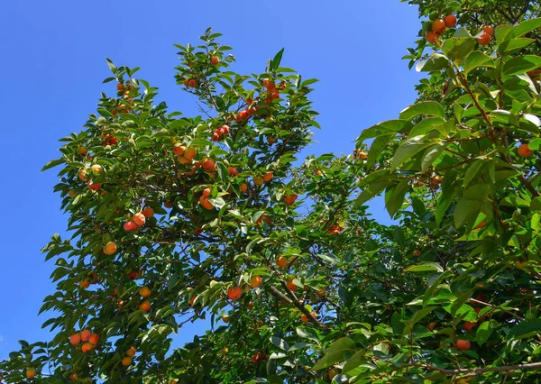 Frutas Caqui Árbol Otoño Tiflis Georgia — Foto de Stock