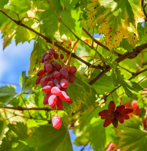 Czerwonych Winogron Klastra Liści Jesienią Tbilisi Gruzja — Zdjęcie stockowe