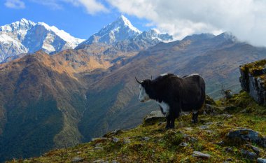 Siyah yak (inek) Annapurna aralığı Nepal dağda.
