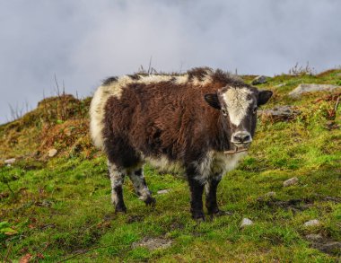 Siyah yak (inek) Annapurna aralığı Nepal dağda.
