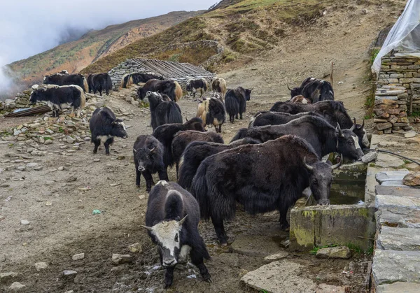 Yak Negro Vaca Montaña Annapurna Cordillera Nepal —  Fotos de Stock