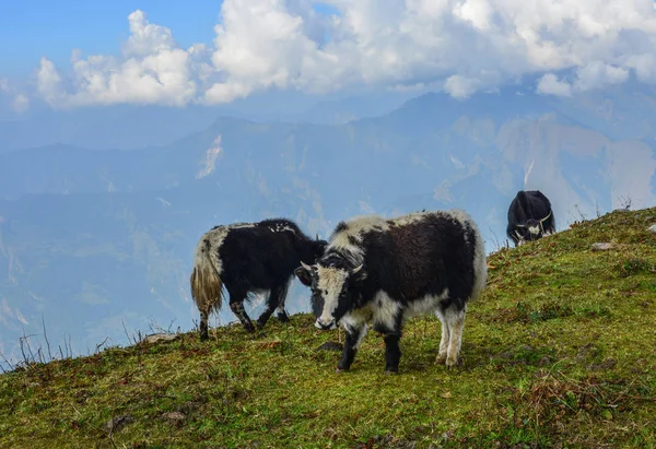 Black Yak Cow Mountain Annapurna Range Nepal — Stock Photo, Image