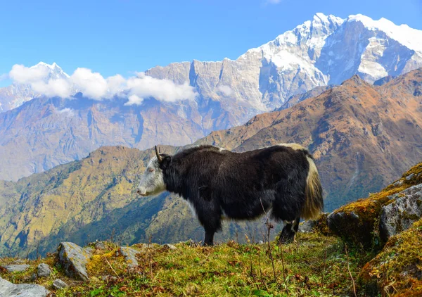 Yak Noir Vache Sur Montagne Annapurna — Photo