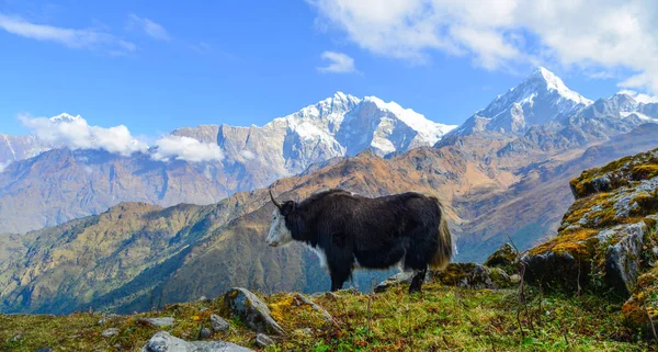 Schwarze Yak Kuh Auf Berg Annapurna Kette Nepal — Stockfoto