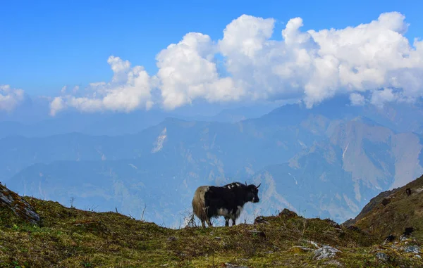 Black Yak Cow Mountain Annapurna Range Nepal — Stock Photo, Image