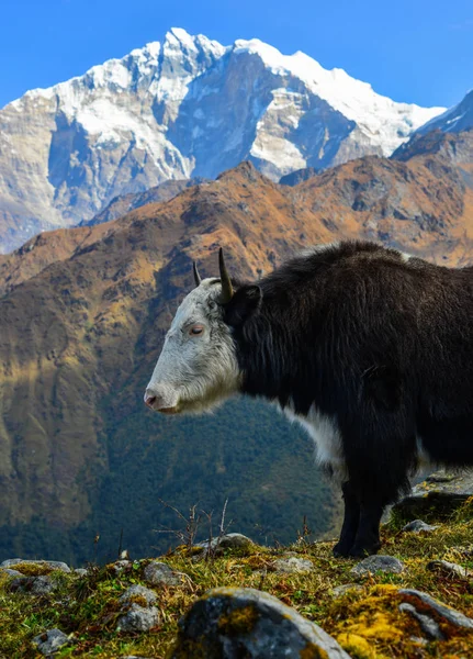 Yak Noir Vache Sur Montagne Annapurna — Photo