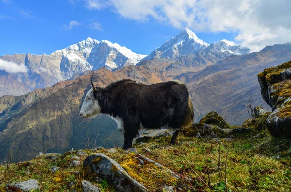 Yak Noir Vache Sur Montagne Annapurna — Photo