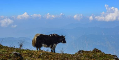 Siyah yak (inek) Annapurna aralığı Nepal dağda.