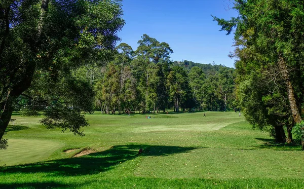Güneşli bir gün, sessiz bahçede yeşil çim.