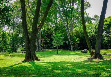 Yeşil bahçe genel Park bölgesi Bugis, Singapore.