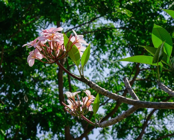 싱가포르에서 정원에서 나무에 Plumeria — 스톡 사진