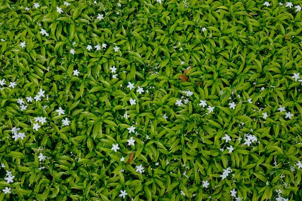 Plantas Verdes Con Flores Blancas Jardín Botánico Fondo Naturaleza — Foto de Stock