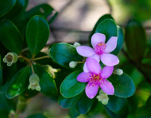 Весной Ботаническом Саду Цветет Розовый Мирт — стоковое фото