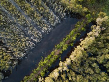 Melaleuca ağacı ormanda Mekong Delta, Güney Vietnam hava görünümünü. (Flycam dron tarafından alınan).