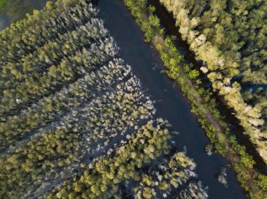Melaleuca ağacı ormanda Mekong Delta, Güney Vietnam hava görünümünü. (Flycam dron tarafından alınan).