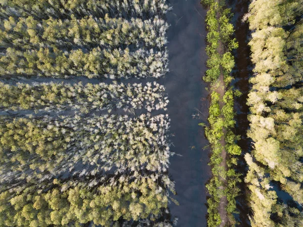 Luchtfoto Van Melaleuca Boom Bos Mekong Delta Zuid Vietnam Genomen — Stockfoto