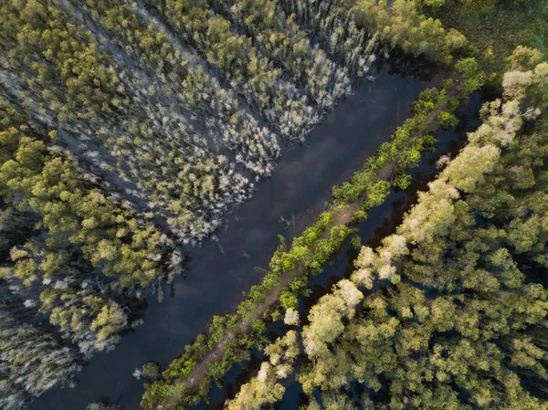 Melaleuca Ağacı Ormanda Mekong Delta Güney Vietnam Hava Görünümünü Flycam — Stok fotoğraf