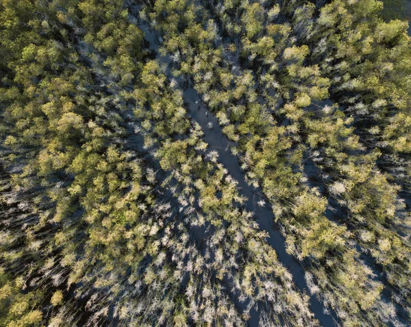 南越南湄公河三角洲的 Melaleuca 树林鸟图 无人机拍摄 飞凸轮 — 图库照片