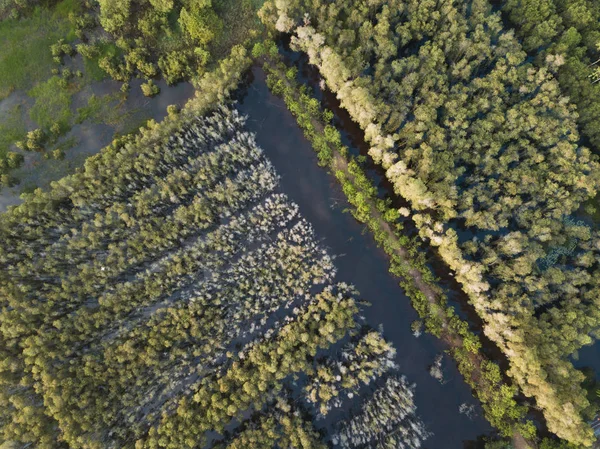 Melaleuca Ağacı Ormanda Mekong Delta Güney Vietnam Hava Görünümünü Flycam — Stok fotoğraf