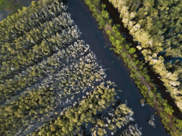 Αεροφωτογραφία Του Δάσος Δέντρο Melaleuca Στο Δέλτα Του Μεκόνγκ Νότιο — Φωτογραφία Αρχείου