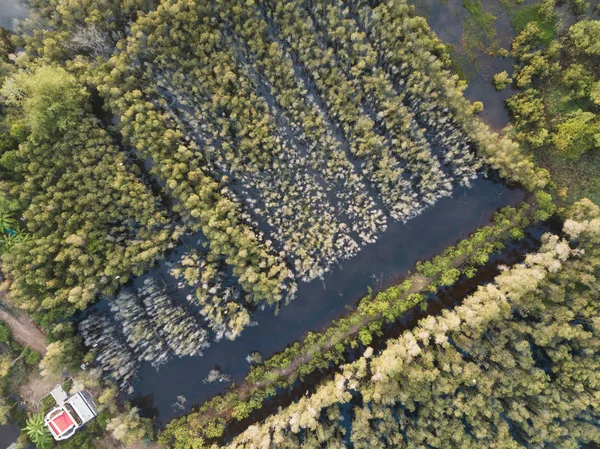 Vista Aérea Del Bosque Arbóreo Melaleuca Delta Del Mekong Sur — Foto de Stock