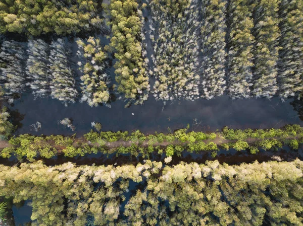 Αεροφωτογραφία Του Δάσος Δέντρο Melaleuca Στο Δέλτα Του Μεκόνγκ Νότιο — Φωτογραφία Αρχείου