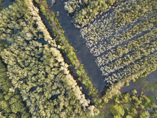 南越南湄公河三角洲的 Melaleuca 树林鸟图 无人机拍摄 飞凸轮 — 图库照片