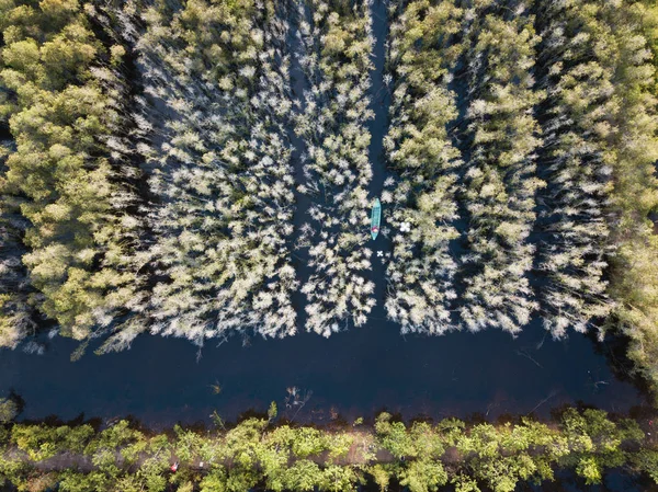 Flybilde Trebåt Ved Melaleuca Skogen Mekongdeltaet Sør Vietnam Tatt Med – stockfoto