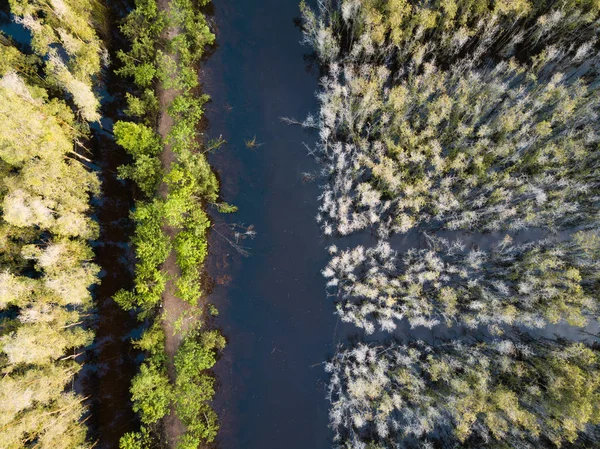 Vista Aérea Floresta Melaleuca Delta Mekong Sul Vietnã Tomado Por — Fotografia de Stock