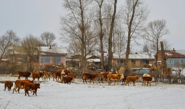 Kahverengi Uzun Tüyleri Inekler Heilongjiang Province Çin Kuzeyinde Kar Manzaraya — Stok fotoğraf