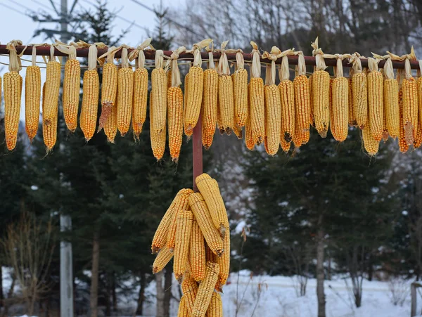 Ripe Dried Corn Cobs Hanging Snow Village Heilongjiang China — Stock Photo, Image