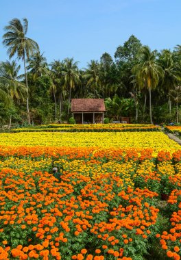 Çiçek ekimi bahar zaman Mekong Delta, Vietnam.