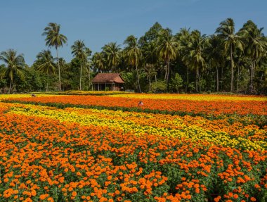 Çiçek alanları Mekong Delta, Vietnam güneşli bir günde.