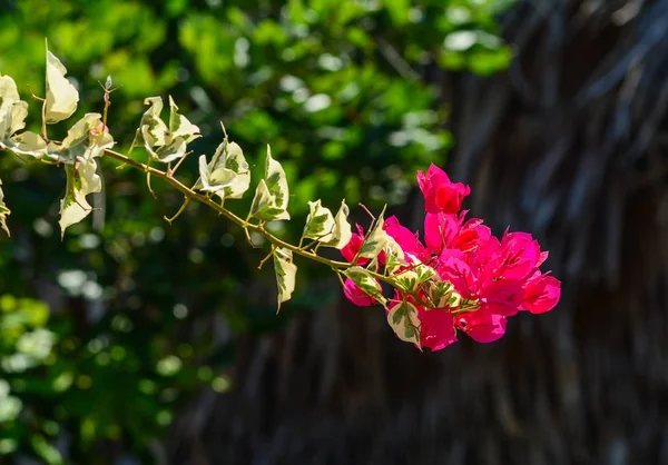 Pięknymi Bugenwillami Magenta Papier Kwiatów Kolor Kolorowy Bugenwilla Gładka Choisy — Zdjęcie stockowe