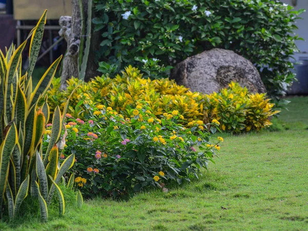 Jardín Flores Día Soleado Primavera —  Fotos de Stock