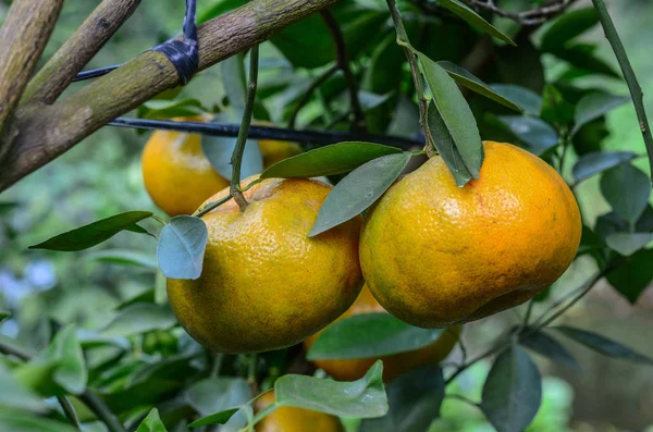 Mandarinkové Citrusové Plody Stromě Jaře Mekong Delta Vietnam — Stock fotografie