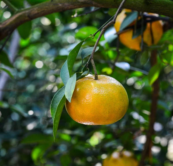 ベトナム南部のメコン デルタのプランテーションのツリーでマンダリンの柑橘系の果物 — ストック写真