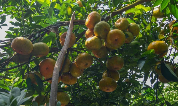 ベトナム メコン デルタの春のツリーでマンダリンの柑橘系の果物 — ストック写真