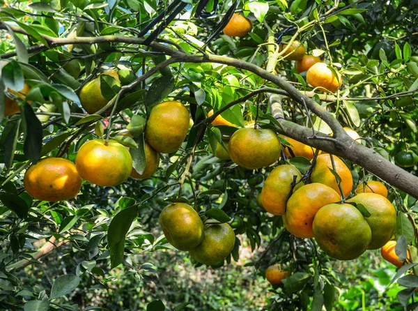 Cítricos Mandarín Árbol Plantación Delta Del Mekong Vietnam — Foto de Stock