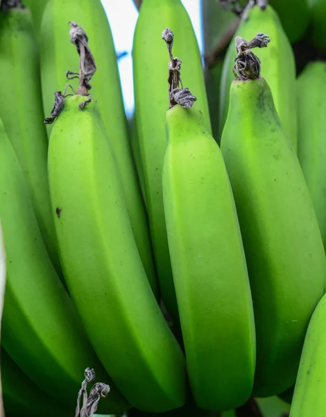 Młodych Zielonych Bananów Drzewo Plantacji Południowym Wietnamie — Zdjęcie stockowe