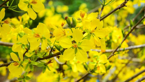 Цветы Ochna Integerrima Весной Юге Вьетнама — стоковое фото