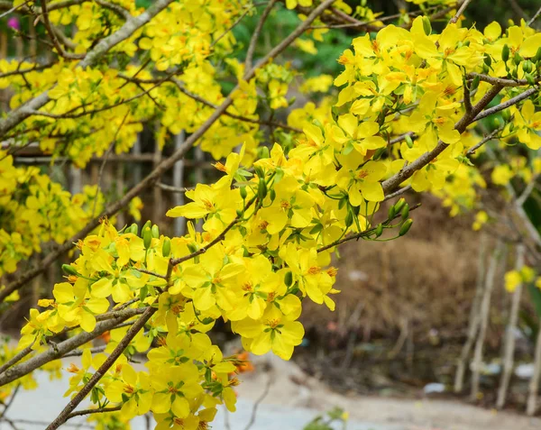 Ochna Integerrima Fiori Primavera Nel Sud Del Vietnam — Foto Stock